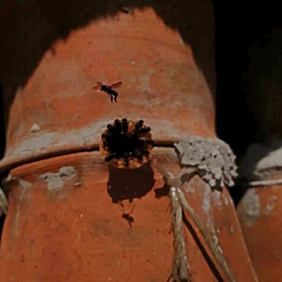 Meson Yohualichan Cuetzalán Bagian luar foto