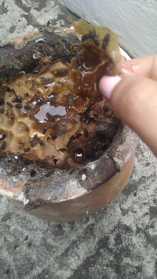 Meson Yohualichan Cuetzalán Bagian luar foto