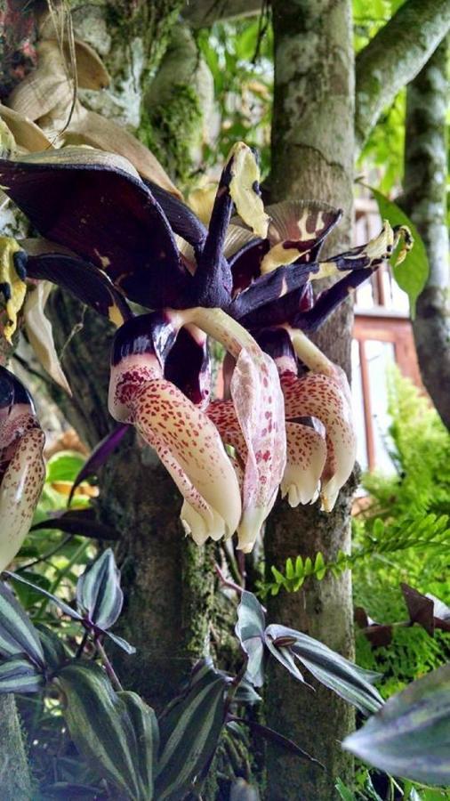 Meson Yohualichan Cuetzalán Bagian luar foto